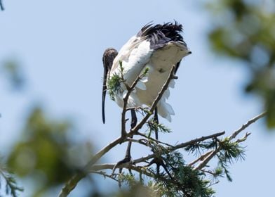 sacred ibis in the farm