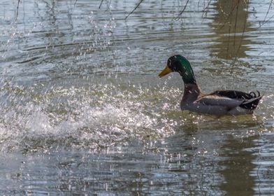 ducks swimming in the lake