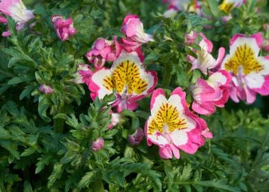 schizanthus flower 