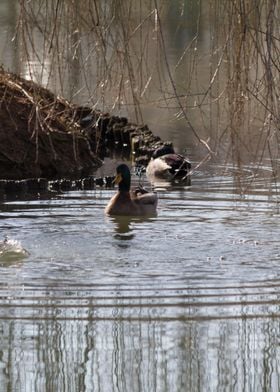 ducks swimming in the lake