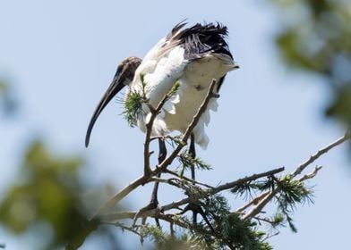 sacred ibis in the farm