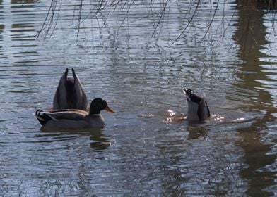 ducks swimming in the lake