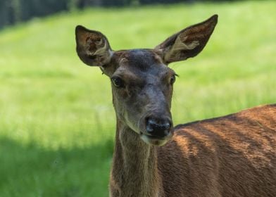 deer in the farm