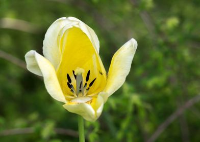 tulip in the garden