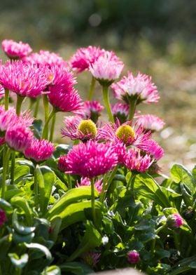 bellis perennis daisy 