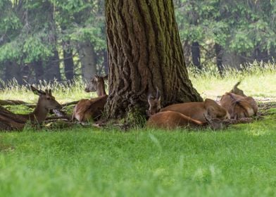 deer in the farm