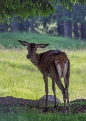 deer in the farm