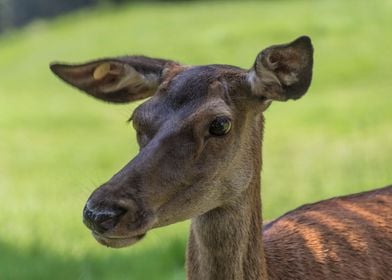 deer in the farm