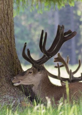 deer in the farm