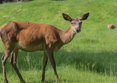 deer in the farm