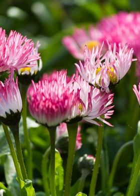 bellis perennis daisy 