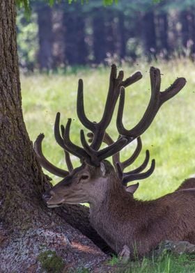 deer in the farm