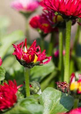 bellis perennis daisy 