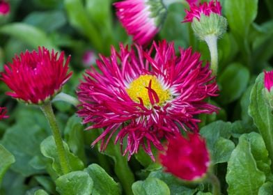 bellis perennis daisy 