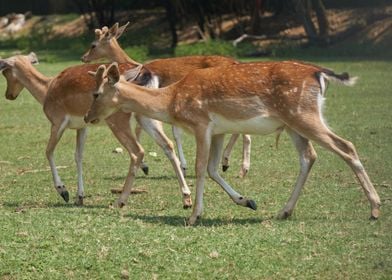 deer in the farm