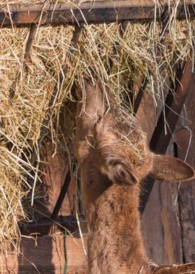 deer in the farm