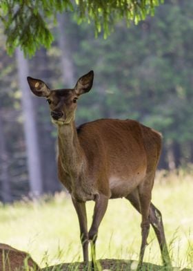 deer in the farm