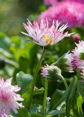 bellis perennis daisy 