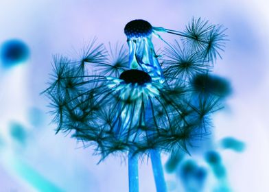 Bleue and black dandelion
