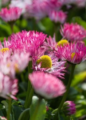 bellis perennis daisy 