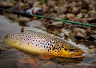 wild brown trout