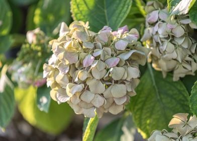 hydrangea in bloom