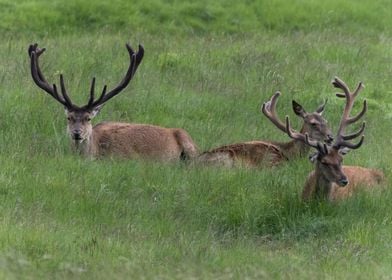 deer in the farm