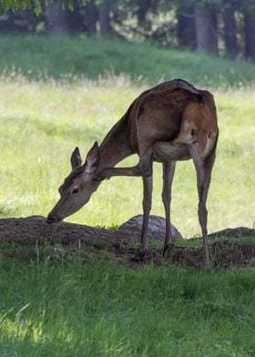 deer in the farm