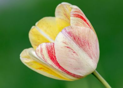 tulip in the garden