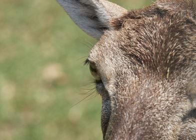 deer in the farm