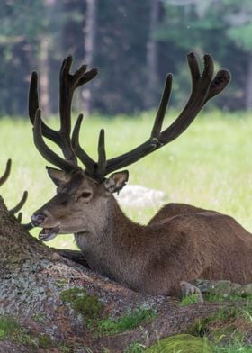 deer in the farm