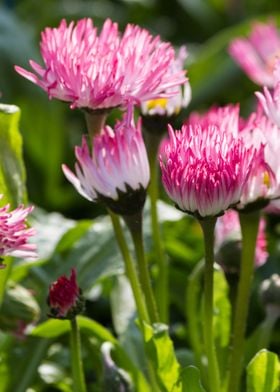 bellis perennis daisy 