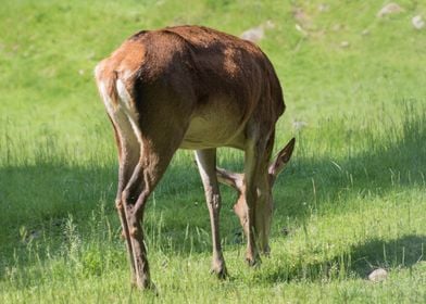 deer in the farm