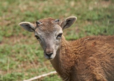 deer in the farm