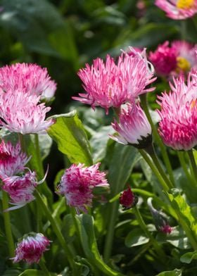 bellis perennis daisy 