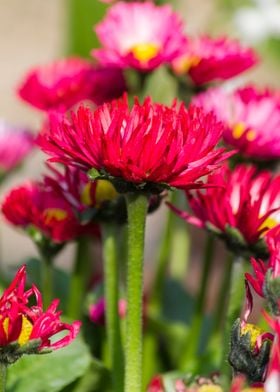 bellis perennis daisy 