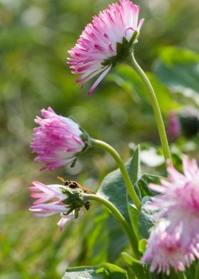 bellis perennis daisy 