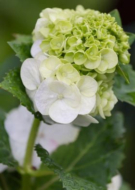 hydrangea in bloom