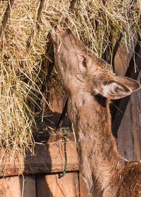 deer in the farm