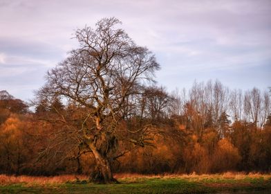 picturesque giant