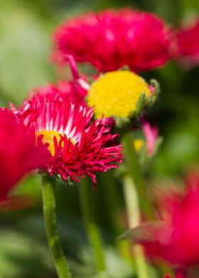 bellis perennis daisy 