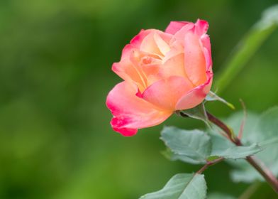 roses in bloom 