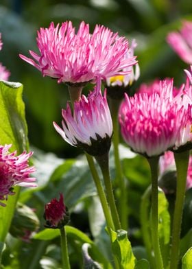 bellis perennis daisy 