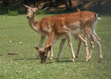 deer in the farm