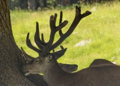 deer in the farm