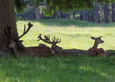 deer in the farm