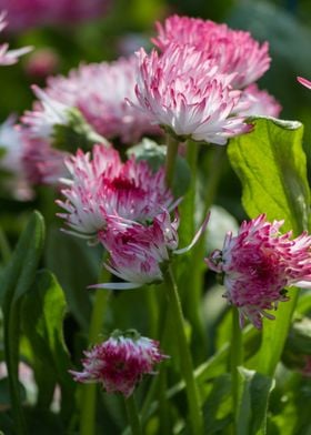 bellis perennis daisy