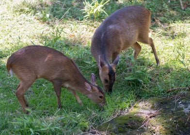 deer in the farm