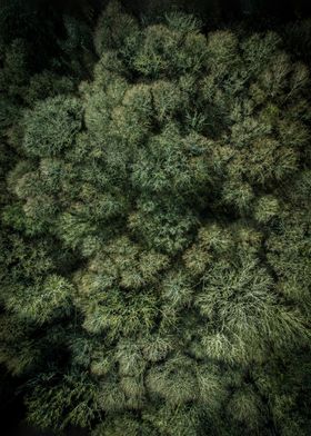 Forest seen from above