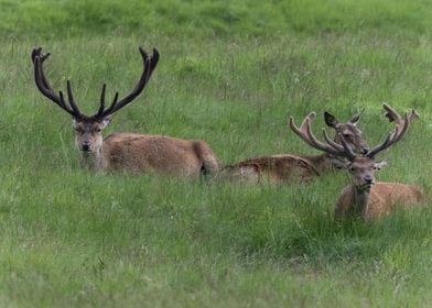 deer in the farm